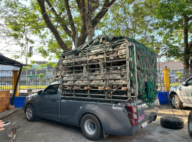 กระจายสับปะรดภูแล จากสหกรณ์การเกษตรแม่ยาว จำกัด ... พารามิเตอร์รูปภาพ 6
